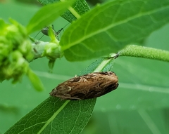 Phaecasiophora confixana