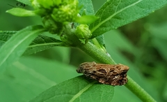 Phaecasiophora confixana