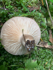 Lactarius kauffmanii