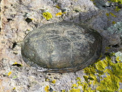 Kinosternon integrum