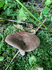 Lactarius kauffmanii