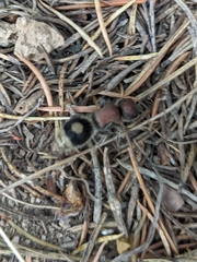 Sigilla dorsata