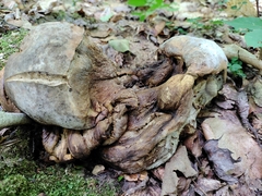 Hypomyces melanocarpus