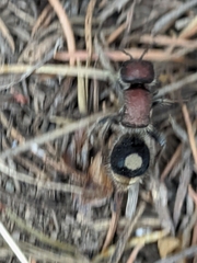 Sigilla dorsata