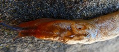 Gastropoda