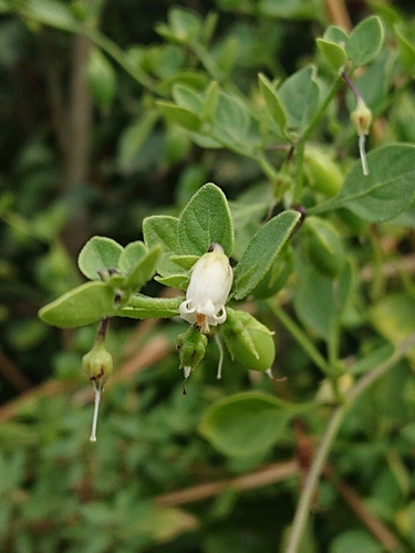 Salpichroa origanifolia iNat (2)