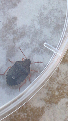 Holcostethus abbreviatus