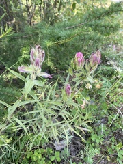 Castilleja rubra
