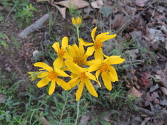 Verbesina parviflora