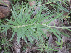 Verbesina parviflora