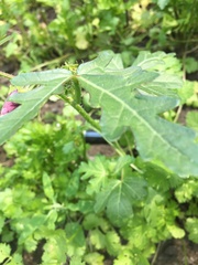 Abelmoschus esculentus