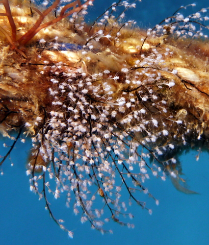 Christmas Tree Hydroid, photo 9 of 10