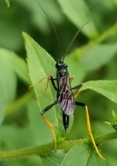 Exetastes suaveolens