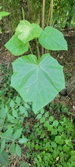 Paulownia tomentosa