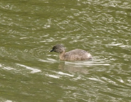Poliocephalus poliocephalus