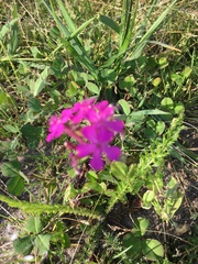 Atocion armeria