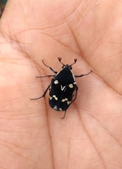 Amithao marginicollis