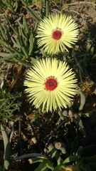 Cephalophyllum tricolorum