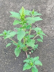 Amaranthus retroflexus