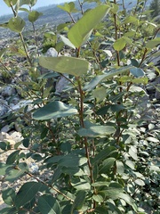 Populus suaveolens