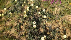 Cephalophyllum tricolorum