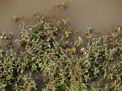 Limnophila indica
