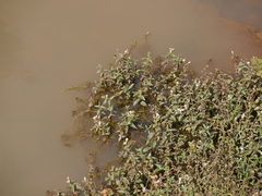 Limnophila indica
