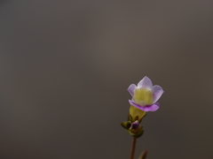 Limnophila indica