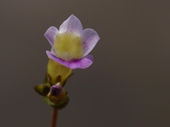 Limnophila indica