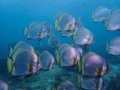 Platax boersii