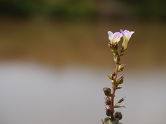 Limnophila indica