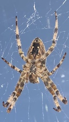 Araneus diadematus
