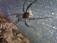 Hadrobunus maculosus