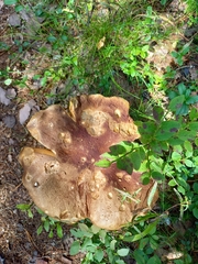 Boletus pinophilus