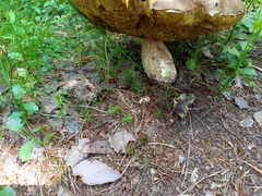 Boletus pinophilus