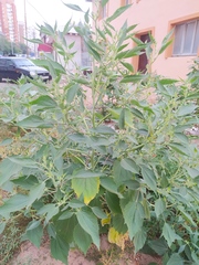 Cyclachaena xanthiifolia