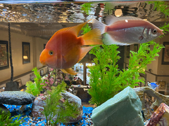 Amphilophus × Paraneetroplus