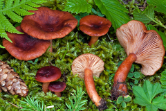 Lactarius badiosanguineus