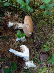 Phlegmacium balteatum