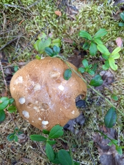 Phlegmacium balteatum