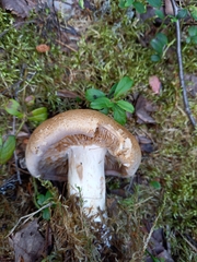 Phlegmacium balteatum