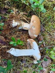 Phlegmacium balteatum