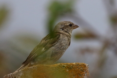 Passer hispaniolensis