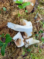 Phlegmacium balteatum