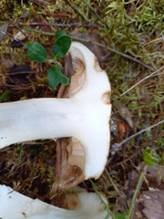 Phlegmacium balteatum