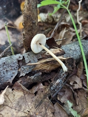 Pluteus semibulbosus