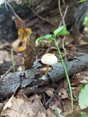 Pluteus semibulbosus
