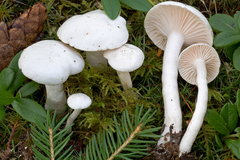 Hygrophorus piceae