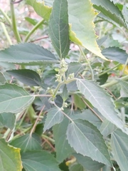 Cyclachaena xanthiifolia