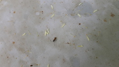 Stenhomalus bicolor